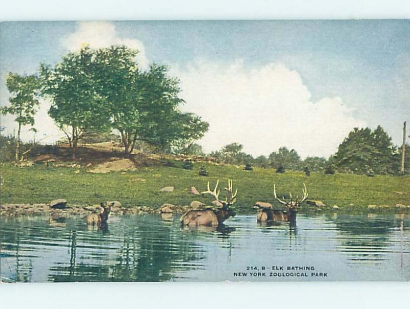 Unused Divided-Back ELK BATHING AT ZOO New York City NY hk8946