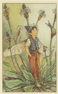 The Ribwort Plantain Fairy 1940s Book Stunning Postcard