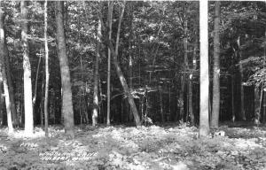 Hulbert Michigan~Woodland Drive~Heavily Wooded Area~1940s RPPC Real Photo Pc