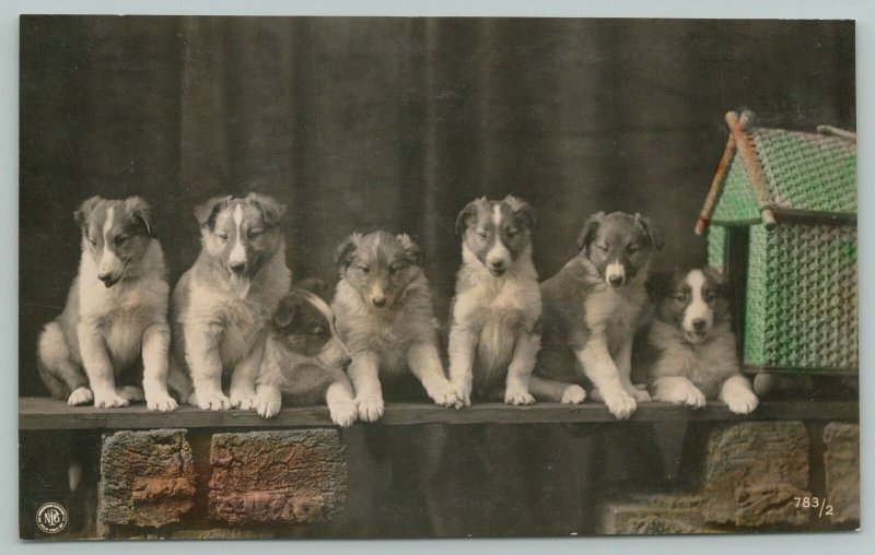 Color RPPC Must Be 7 Well-Behaved Collies, As None of Them Are In the Dog House 