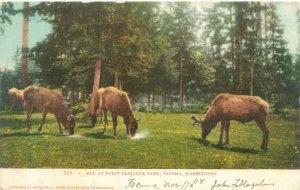 Tacoma WA Point Defiance Park Elk 1908 UDB Postcard Used