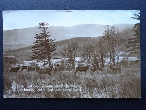 Scotland Highland Stag Deer ANTLERED MONARCHS c1915 RP Postcard