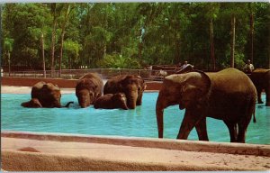 African and Asian Elephants in the Pool San Diego Zoo Elephant Postcard