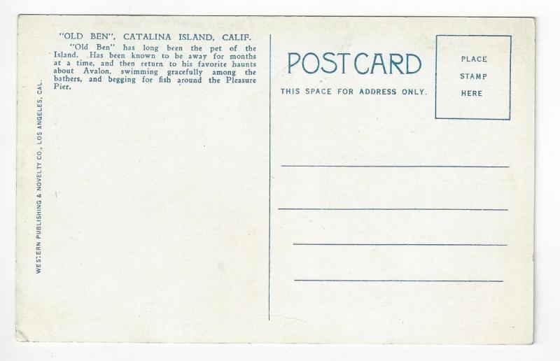 Vintage Postcard- Catalina Island, CA - Old Ben Seal Animal (AH100)