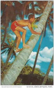 Hawaii Honolulu Cocopalm Climber 1976