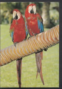 Animals Postcard - Birds - Tenerife Parrot, Loro Parque  RR1330