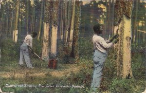 Black Americana, Turpentine Industry, 1914, Men Scraping Trees, NC, Naval Stores