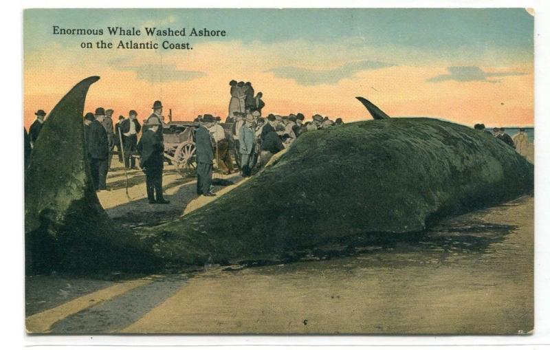 Whale Washed Ashore on Atlantic Coast Interested Crowd 1910c postcard