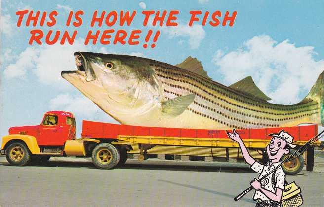 Large Fish on Flatbed Truck - Humor - Comic