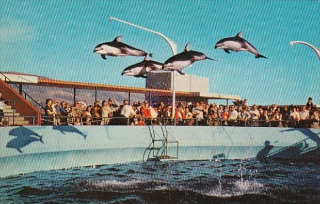 California Marineland Of The Pacific High Flying Dolphins