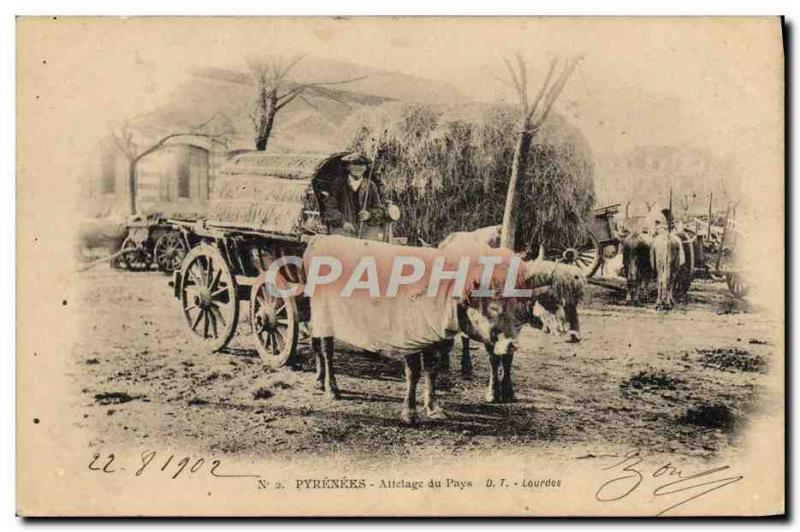 Old Postcard Folklore Pyrenees country Hitch Oxen