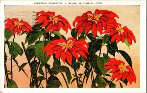 Gorgeous Poinsettia Native of Florida Vintage Postcard Standard View Card