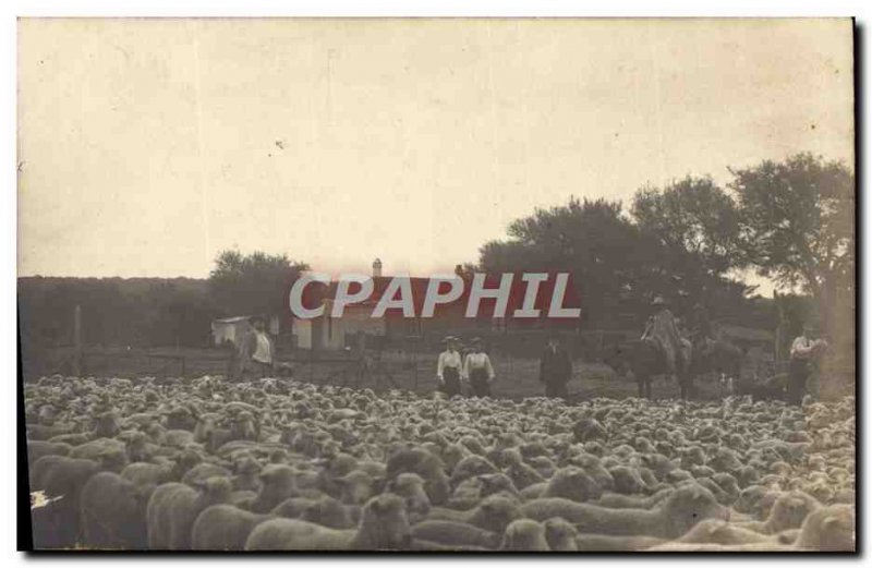 PHOTO CARD Breeding Sheep