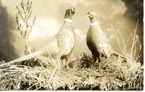 Chinese Pheasants  *RPPC