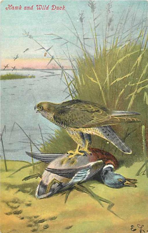 Hawk and Wild Duck 1907 Divided Back Postcard