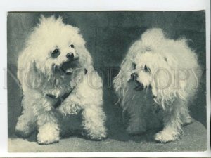 463727 USSR 1969 year Dog french lapdog postcard