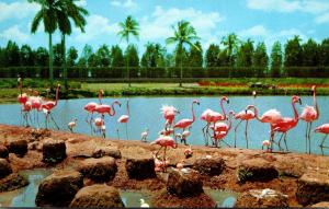 Birds Flamingos and Nests At Hialeah Race Course Miami Florida