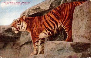 New York Zoological Park Malay Tiger Princeton