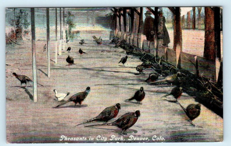 DENVER, CO Colorado ~ PHEASANTS in CITY PARK 1913 Barkalow Bros.  Postcard