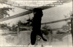 Plattsburg New York Alaska Silver Fox Fur Farm Real Photo Vintage Postcard