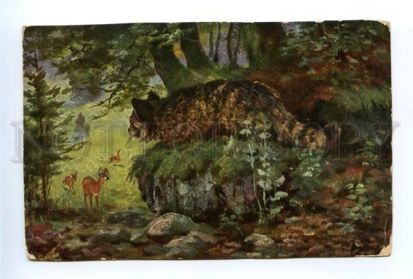 157155 DEER Hunt WILD CAT Vintage color PC