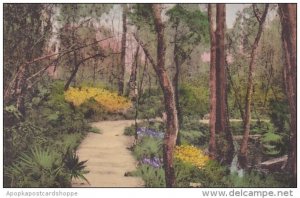 Cypress Gardens Charleston South Carolina Handcolored Albertype