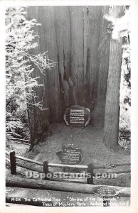 Cathedral Tree, Shrine of the Redwoods - Redwood Highway, CA