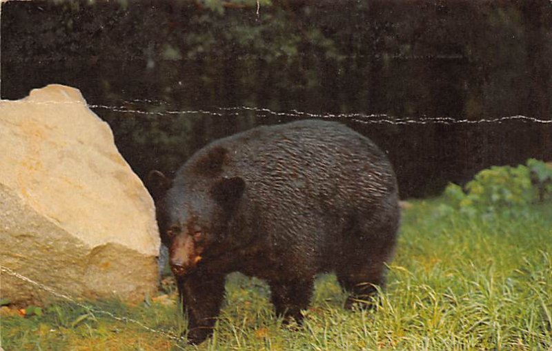 Native Black Bear Great Smoky Mountains National Park, USA Bear Unused 