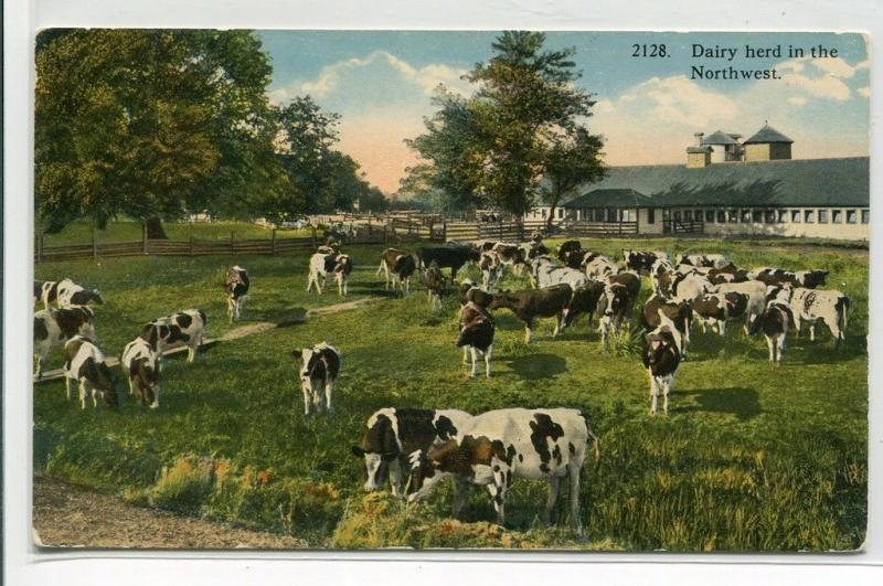 Dairy Herd Farming Cows The Pacific Northwest 1910c postcard