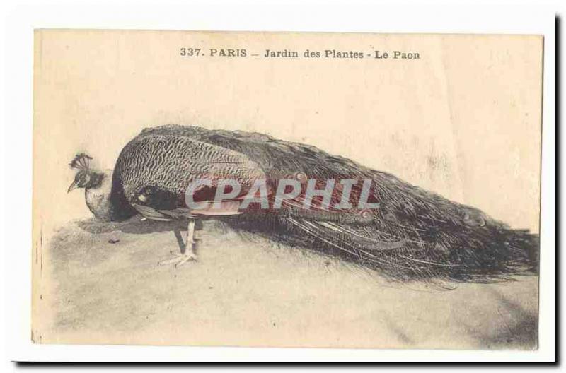 Paris Old Postcard Peacock Garden plants