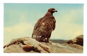 Birds - Golden Eagle in West Texas