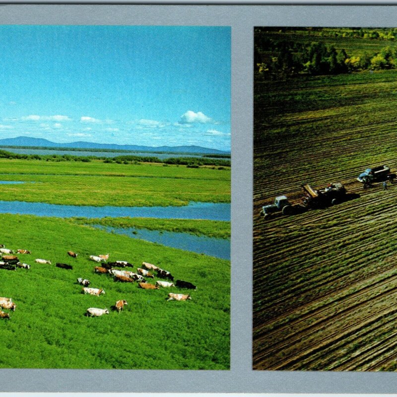 1975 Amur, Soviet Union Farm Aerial Cows Tractor Trucks Postcard USSR Russia 3R