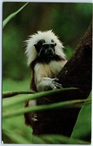 M-80554 Tiny Monkey from South America