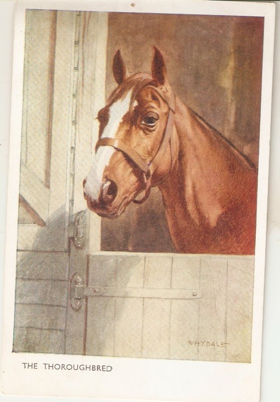 Whydale. The Thoroughbred. Horse Vintage English J. Salmon PC