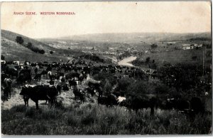 Cattle Ranch Scene, Western Nebraska c1909 Vintage Postcard J30