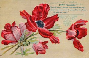 Vintage Postcard 1910'S Poppy Consolation Full Blown Poppies Beautiful Flower