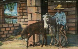 Boy & His Donkey Burros AMIGOS Linen Postcard