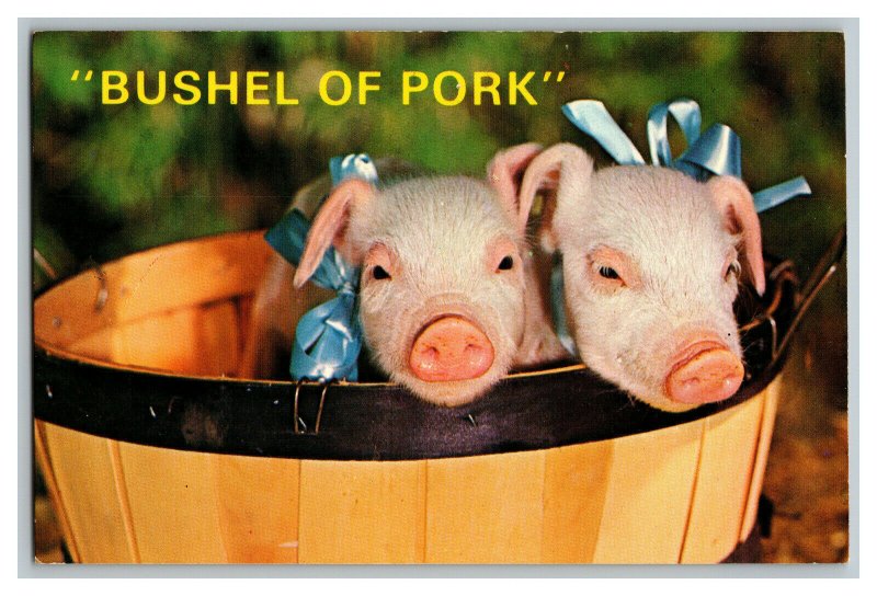 Postcard Bushel Of Pork All Dressed Up And No Place To Go Standard View Card 