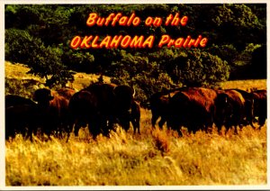 Oklahoma Wichita Mountains Buffalo On The Prairie