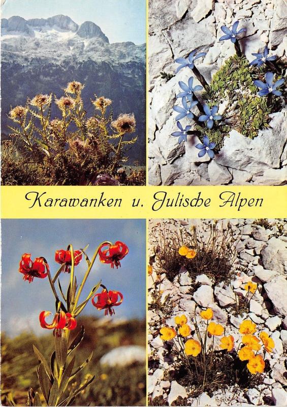 B31995 Sudost Alpine flora karawanken   austria