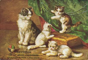 Four Kittens Playing Vintage Postcard 03.45