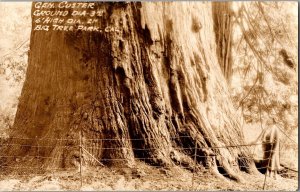 RPPC General Custer Tree, Big Tree Park CA Vintage Postcard I50