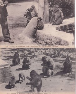 Monkeys Apes at Blida Algeria 2x Old Postcard s