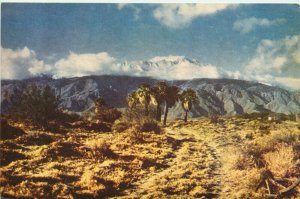 Seven Palms, Desert Near Palm Springs, Mt San Jacinto In Background Vtg Postcard