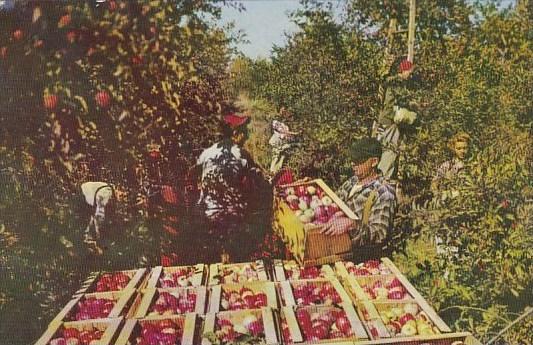 Apple Harvest Time in Maine Maine