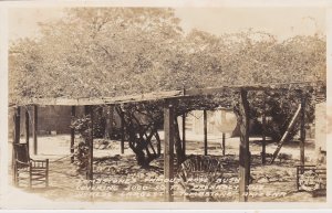 Arizona Tombstone World's Largest Rose Bush Real Photo