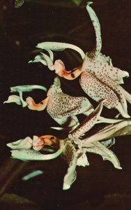 Vintage Postcard Stanhopea Oculata Lindl Orchids Central America Mexico