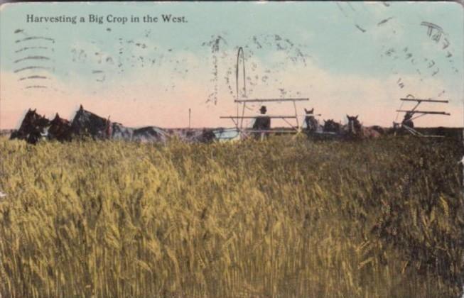 Harvesting A Big Crop In The West 1913