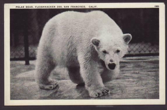 Polar Bear,Fleishhacker Zoo,San Francisco,CA Postcard 