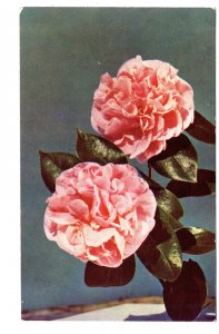 A Camellia for You, from Florida, Flowers